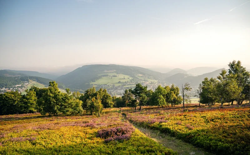 Blick über die blühende Hochheide auf Willingen und die Berge des Uplands